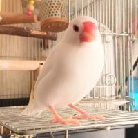 ペット不可の賃貸物件で鳥を飼うとバレる？交渉のポイント＆鳥を飼育する注意点